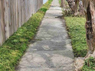 Felix B.'s Lawn Mowing service result