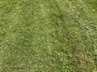 Rejaul K.'s Lawn Mowing service result