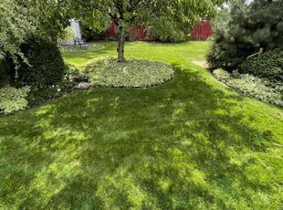 Alison M.'s Lawn Mowing service result