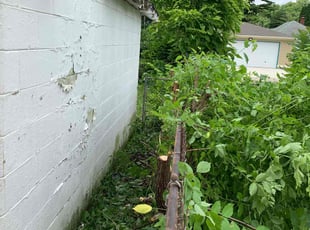 Bush Trimming by Steven Baker for Trey B. in Indianapolis, IN