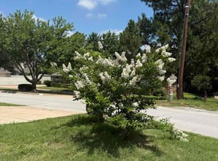 Bush Trimming by Ron O'Shields for Lorrel T. in Sapulpa, OK