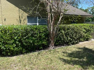 Bush Trimming by Ben Conlon for Toni S. in Sarasota, FL