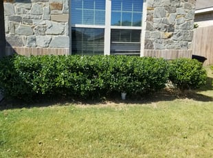 Bush Trimming by Chanda DeGlopper for Melieke B. in Fort Worth, TX