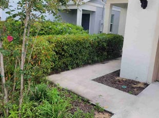 Bush Trimming by Carlos Martinez for Daniela T. in Davenport, FL