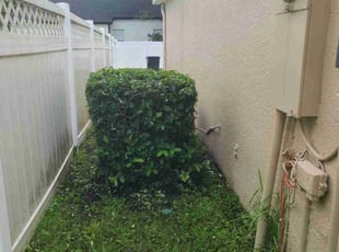 Bush Trimming by Milynel Burgos for Nathan O. in Orlando, FL