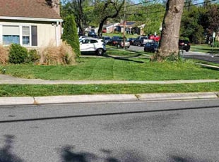 dottie c.'s Grass Cutting service result