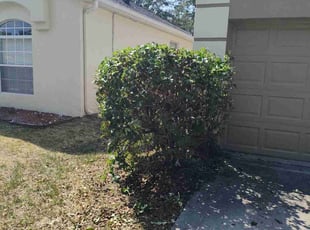 Bush Trimming by Sophia Johnson for Jenny F. in Tampa, FL