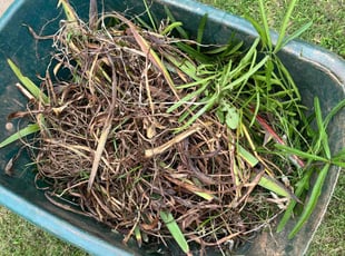 Weeding by Fred White for Amina W. in Stockbridge, GA