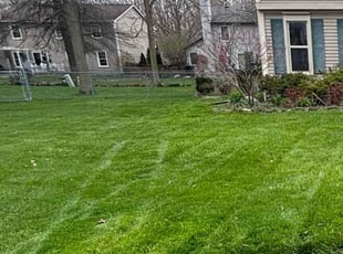 Eduado M.'s Lawn Mowing service result