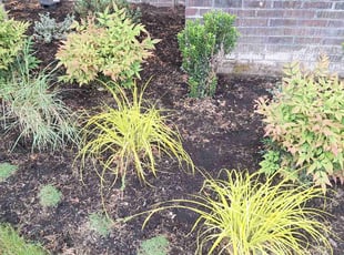 Weeding by Robert Martin for Wenona R. in Seattle, WA