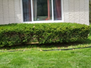 Bush Trimming by Benjiman Pultorak for Alvin J. in Southfield, MI