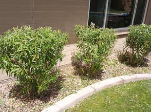 Bush Trimming by Jacob Tyler for Eddie L. in Scottsdale, AZ