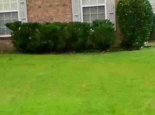Bush Trimming by Patrick Wynn for George W. in Southaven, MS