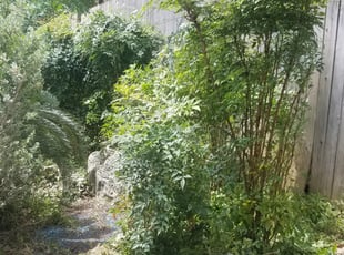 Bush Trimming by Jahaziel Sosa for Stacy V. in San Antonio, TX