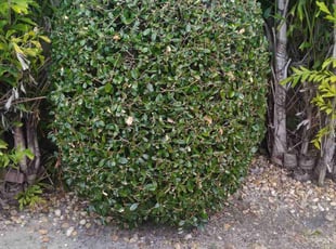 Bush Trimming by Herick Charite for Marcia P. in Fort Lauderdale, FL