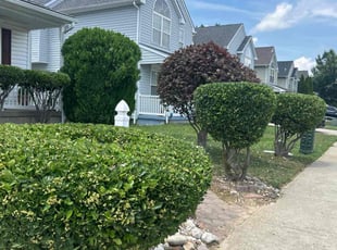 Bush Trimming by Susy Mia Nieto for Arthur H. in Middletown, DE
