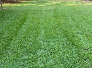 Angelo C.'s Lawn Mowing service result