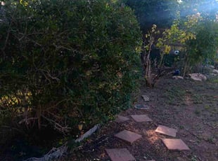 Bush Trimming by Johanny Rodriguez Pineda for Troy E. in Lakewood, CO