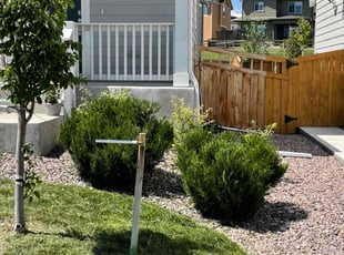 Bush Trimming by Bill Schwartz for Kristy B. in Castle Rock, CO