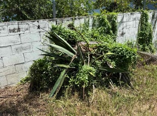 Bush Trimming by Dwaylon Peterson for Samantha F. in Tampa, FL