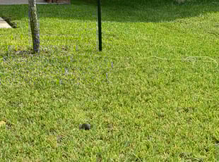 Ernestine K W.'s Lawn Maintenance service result