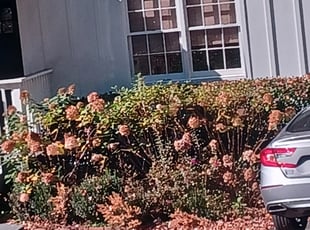 Bush Trimming by King Odeh for Andrew M. in Atlanta, GA