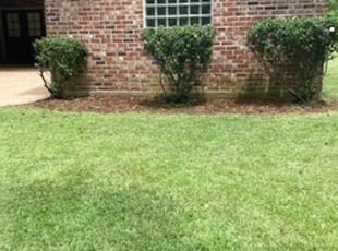 Bush Trimming by Donald George for Carrie S. in Zachary, LA