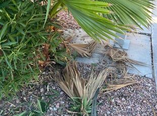Bush Trimming by Jacob Strickler for Quiva L. in North Las Vegas, NV