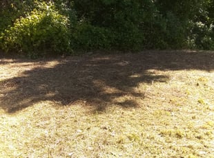 Cleanups by Michael Cherry for Theresa T. in Charlotte, NC