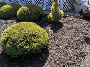 Landscaping by Cody Jenkins for Tammy C. in Alexandria, VA