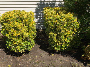 Bush Trimming by Carlos Jones for Elgin D. in Bristow, VA