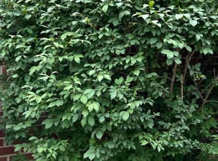 Bush Trimming by Lakeworth Landscape for Nancy R. in Waterford Township, MI