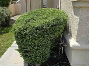 Bush Trimming by Zachary Isaak for Chris V. in Mesa, AZ