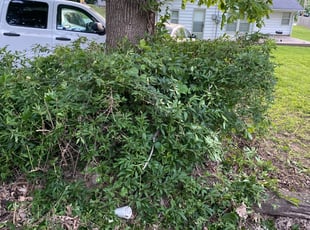 Bush Trimming by Gary Guzman for George B. in Kansas City, MO