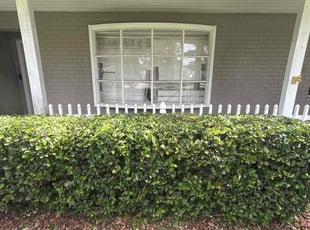 Bush Trimming by Ramon Taguja for Tasha B. in Valrico, FL
