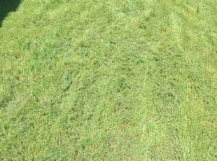 Sheryl S.'s Lawn Mowing Service service result