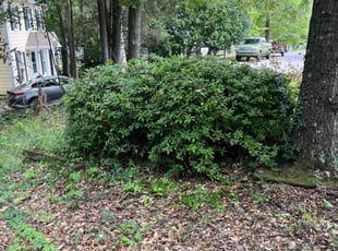Bush Trimming by Stephen Mathis for Terri H. in Irmo, SC