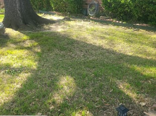 Bush Trimming by Javier Bernal for Tanna R. in Garland, TX