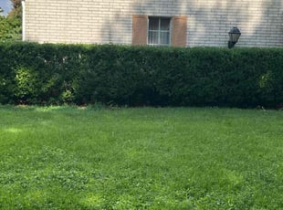 Bush Trimming by Terry Felo for Melissa C. in New Orleans, LA