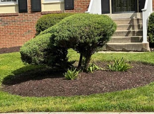 Weeding by Carlos Portillo for Debra R. in Fort Washington, MD