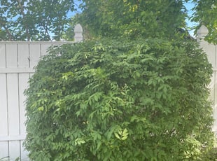 Bush Trimming by Sean Spadafore for Linda N. in Eastpointe, MI