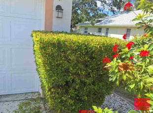 Bush Trimming by Peterson Dariste for Jerome O. in Punta Gorda, FL