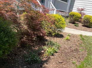 Weeding by Nile Owens for Maryanne H. in Fuquay-Varina, NC