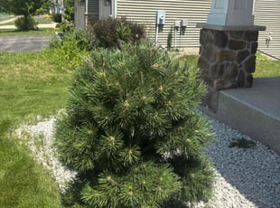 Bush Trimming by Quis Coleman for Andy t. in Savage, MN