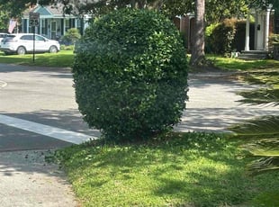 Bush Trimming by Antwain Turner for LaVonne M. in Charleston, SC