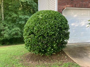 Bush Trimming by joshua shy for Megan H. in Decatur, GA