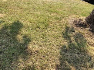 Leaf Removal by Anthony Parsons for Michael G. in Virginia Beach, VA