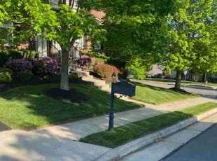 Mario T.'s Lawn Maintenance service result