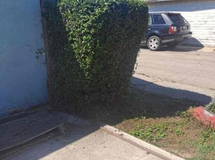 Bush Trimming by Ruben Jimenez for Sean D. in Torrance, CA