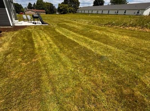 Kelvin M.'s Lawn Mowing service result